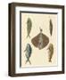 Beautiful Fish-null-Framed Giclee Print