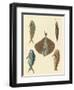 Beautiful Fish-null-Framed Giclee Print