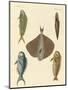 Beautiful Fish-null-Mounted Giclee Print