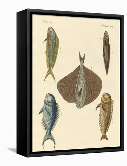 Beautiful Fish-null-Framed Stretched Canvas