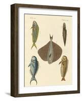 Beautiful Fish-null-Framed Giclee Print