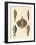 Beautiful Fish-null-Framed Giclee Print