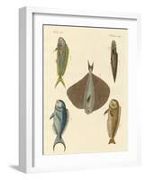 Beautiful Fish-null-Framed Giclee Print