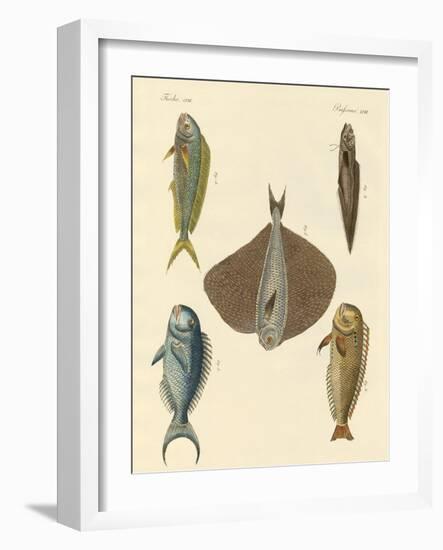 Beautiful Fish-null-Framed Giclee Print