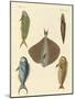 Beautiful Fish-null-Mounted Giclee Print