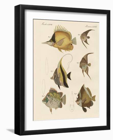 Beautiful Fish-null-Framed Giclee Print