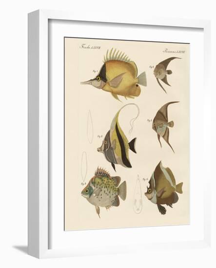 Beautiful Fish-null-Framed Giclee Print