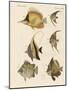 Beautiful Fish-null-Mounted Giclee Print