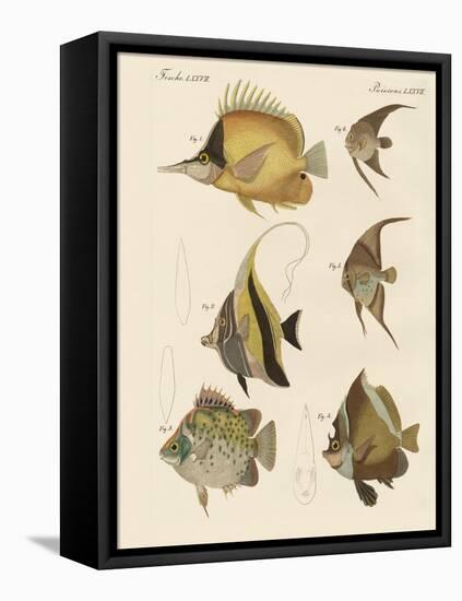 Beautiful Fish-null-Framed Stretched Canvas
