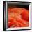 Beautiful Flamingo-behindlens-Framed Photographic Print