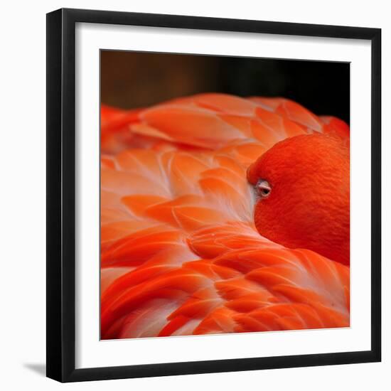 Beautiful Flamingo-behindlens-Framed Photographic Print