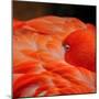 Beautiful Flamingo-behindlens-Mounted Photographic Print