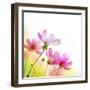 Beautiful Floral Border-Subbotina Anna-Framed Premium Photographic Print