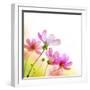 Beautiful Floral Border-Subbotina Anna-Framed Premium Photographic Print