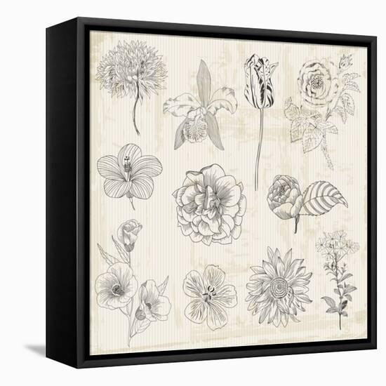 Beautiful Floral Elements - Hand Drawn Retro Flowers, Leaves - in Vector-woodhouse-Framed Stretched Canvas