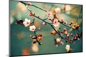 Beautiful Flowering Japanese Cherry - Sakura. Background with Flowers on a Spring Day.-Montypeter-Mounted Photographic Print