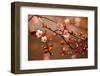 Beautiful Flowering Japanese Cherry - Sakura.-Montypeter-Framed Photographic Print