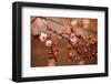 Beautiful Flowering Japanese Cherry - Sakura.-Montypeter-Framed Photographic Print