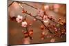 Beautiful Flowering Japanese Cherry - Sakura.-Montypeter-Mounted Photographic Print