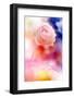 Beautiful Flowers Made with Color Filters and Textures-Timofeeva Maria-Framed Photographic Print