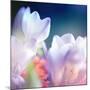 Beautiful Flowers Made with Color Filters, Floral Background-Timofeeva Maria-Mounted Art Print