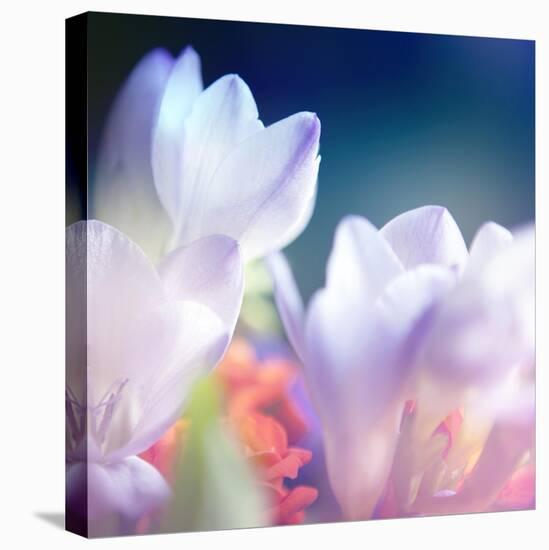 Beautiful Flowers Made with Color Filters, Floral Background-Timofeeva Maria-Stretched Canvas