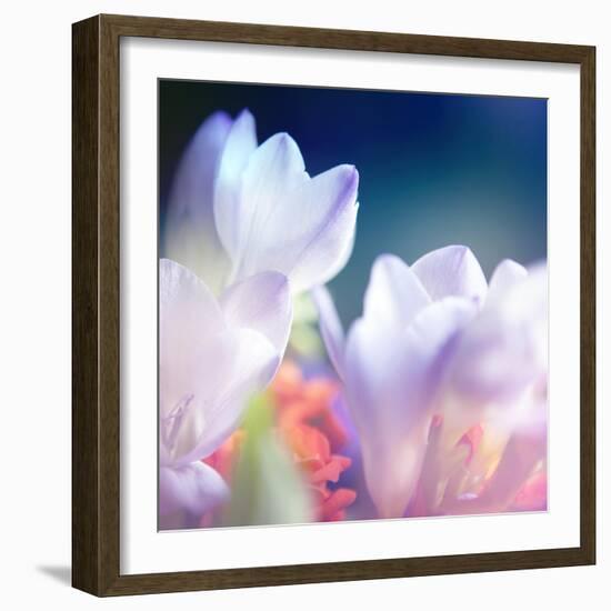 Beautiful Flowers Made with Color Filters, Floral Background-Timofeeva Maria-Framed Art Print