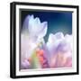 Beautiful Flowers Made with Color Filters, Floral Background-Timofeeva Maria-Framed Art Print