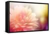 Beautiful Flowers Made with Color Filters-Timofeeva Maria-Framed Stretched Canvas