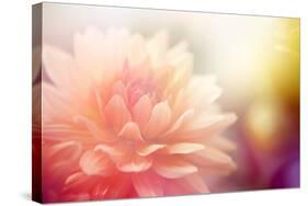 Beautiful Flowers Made with Color Filters-Timofeeva Maria-Stretched Canvas