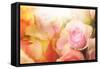 Beautiful Flowers Made with Color Filters-Timofeeva Maria-Framed Stretched Canvas