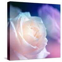 Beautiful Flowers Made with Color Filters-Timofeeva Maria-Stretched Canvas