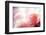 Beautiful Flowers Made with Color Filters-Timofeeva Maria-Framed Premium Photographic Print