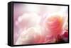 Beautiful Flowers Made with Color Filters-Timofeeva Maria-Framed Stretched Canvas