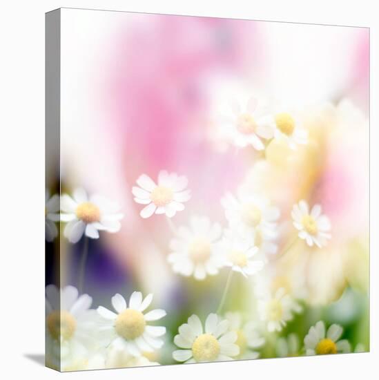 Beautiful Flowers Made with Color Filters-Timofeeva Maria-Stretched Canvas