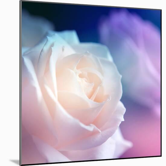 Beautiful Flowers Made with Color Filters-Timofeeva Maria-Mounted Photographic Print