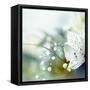 Beautiful Flowers Made with Color Filters-Timofeeva Maria-Framed Stretched Canvas