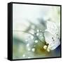 Beautiful Flowers Made with Color Filters-Timofeeva Maria-Framed Stretched Canvas