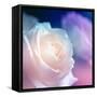 Beautiful Flowers Made with Color Filters-Timofeeva Maria-Framed Stretched Canvas