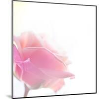 Beautiful Flowers Made with Color Filters-Timofeeva Maria-Mounted Art Print