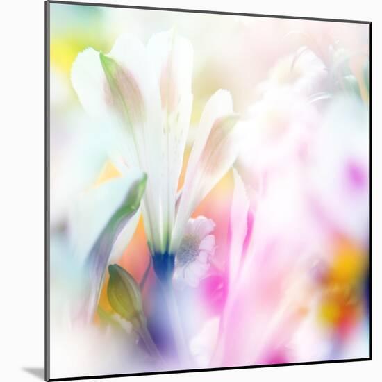 Beautiful Flowers Made with Color Filters-Timofeeva Maria-Mounted Art Print