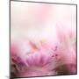 Beautiful Flowers Made with Color Filters-Timofeeva Maria-Mounted Art Print