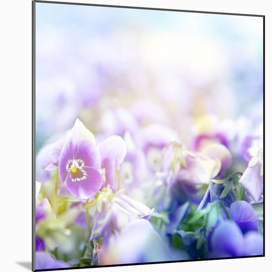 Beautiful Flowers Made with Color Filters-Timofeeva Maria-Mounted Art Print