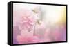 Beautiful Flowers Made with Color Filters-Timofeeva Maria-Framed Stretched Canvas