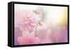 Beautiful Flowers Made with Color Filters-Timofeeva Maria-Framed Stretched Canvas