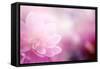 Beautiful Flowers Made with Color Filters-Timofeeva Maria-Framed Stretched Canvas