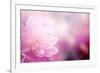 Beautiful Flowers Made with Color Filters-Timofeeva Maria-Framed Art Print