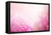 Beautiful Flowers Made with Color Filters-Timofeeva Maria-Framed Stretched Canvas