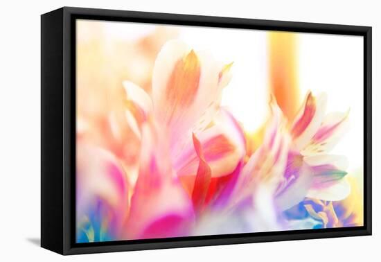 Beautiful Flowers Made with Color Filters-Timofeeva Maria-Framed Stretched Canvas