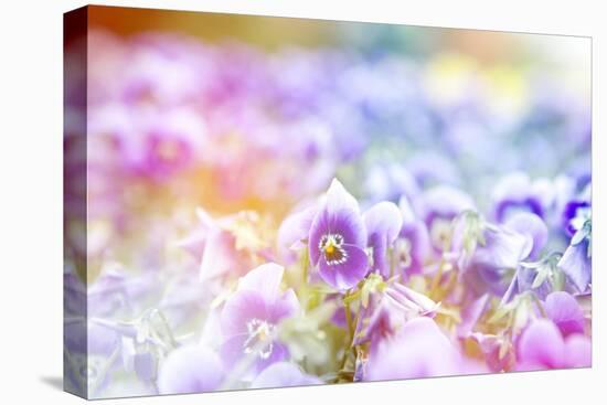 Beautiful Flowers Made with Color Filters-Timofeeva Maria-Stretched Canvas